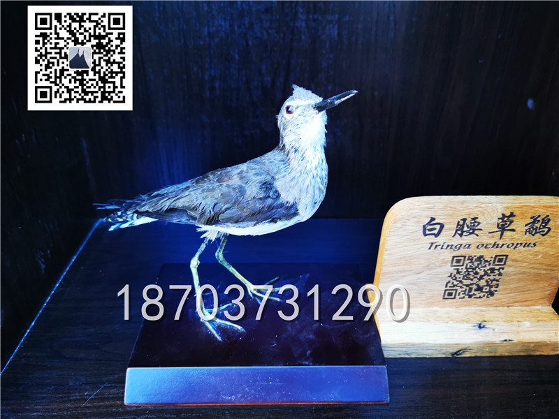 動物剝制標本 (24)