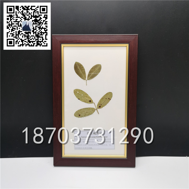 植物病害蟲(chóng)害標(biāo)本 (4)