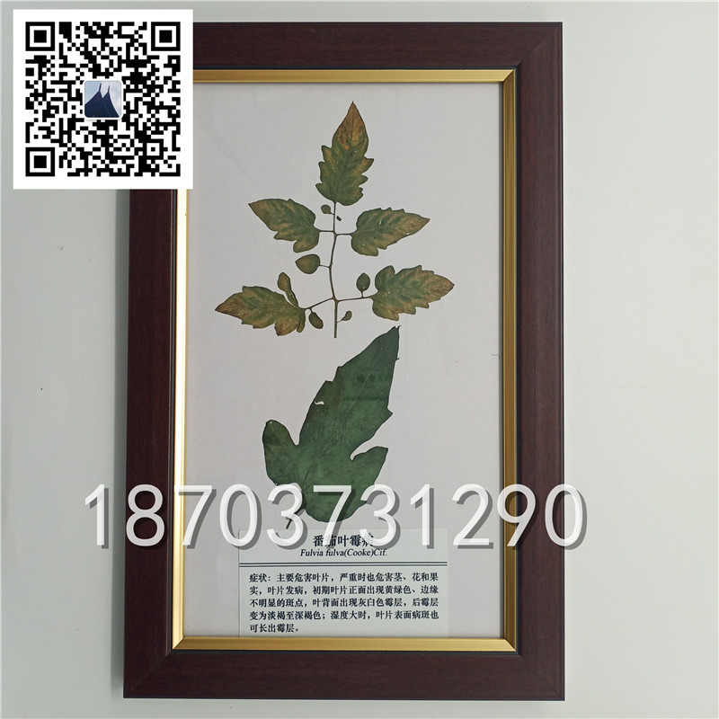 植物病害蟲(chóng)害標(biāo)本 (2)