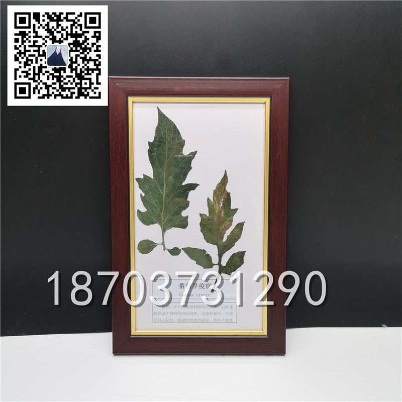 植物病害蟲(chóng)害標(biāo)本 (6)