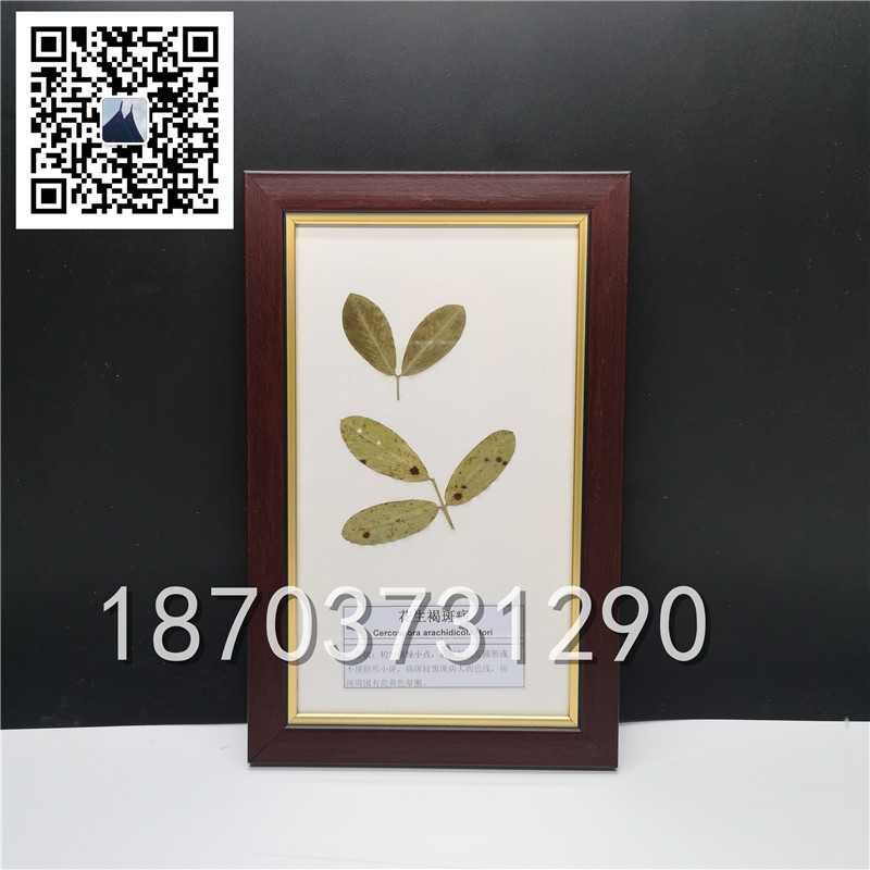 植物病害蟲(chóng)害標(biāo)本 (5)