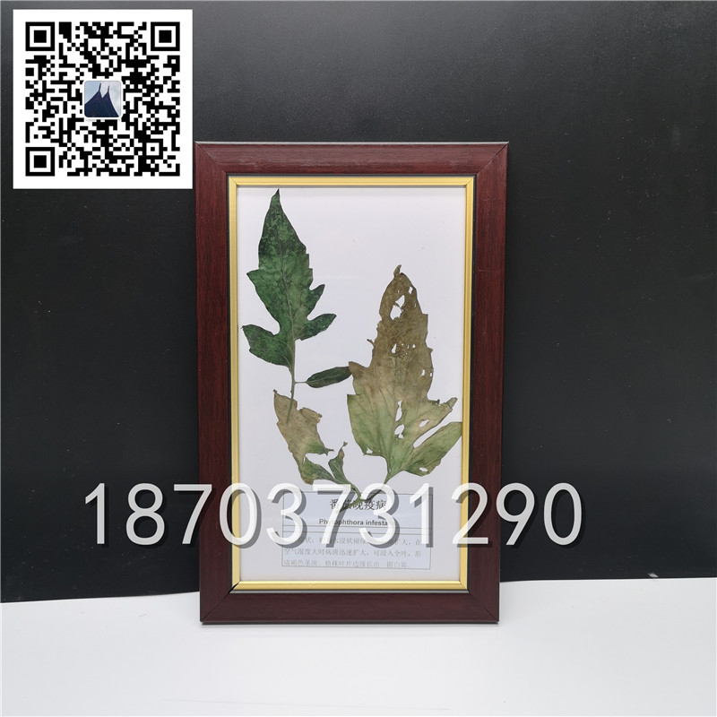 植物病害蟲(chóng)害標(biāo)本 (7)