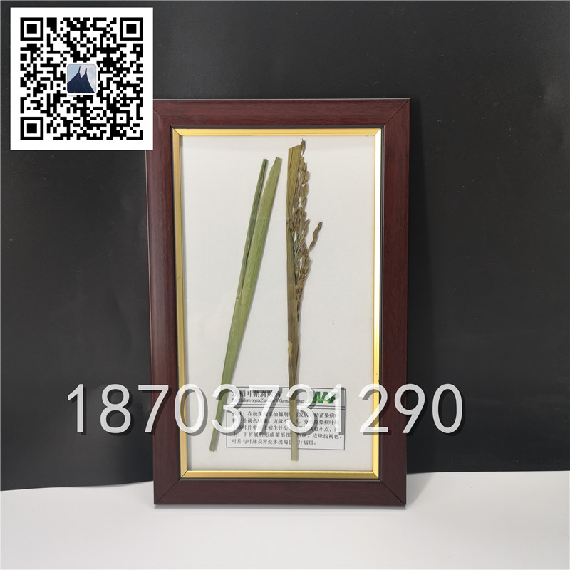植物病害蟲(chóng)害標(biāo)本 (10)